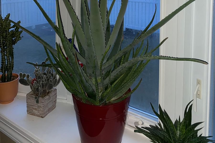 Aloe Vera plant