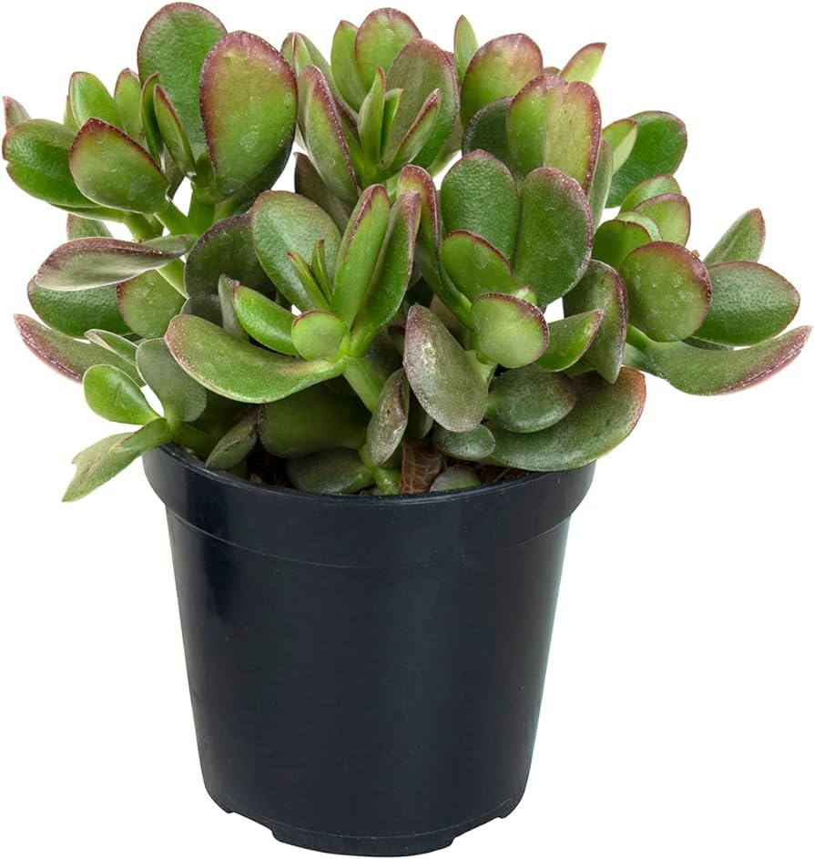 Crassula Ovata Jade Plant