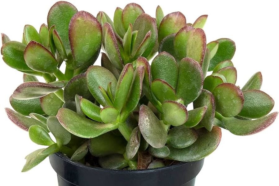 Crassula Ovata Jade Plant