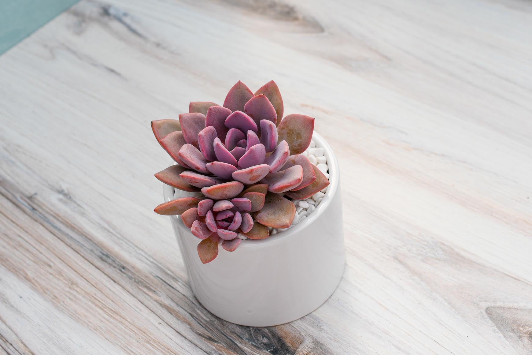 Echeveria succulent
