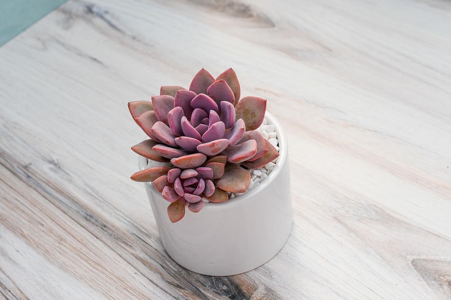 Echeveria succulent