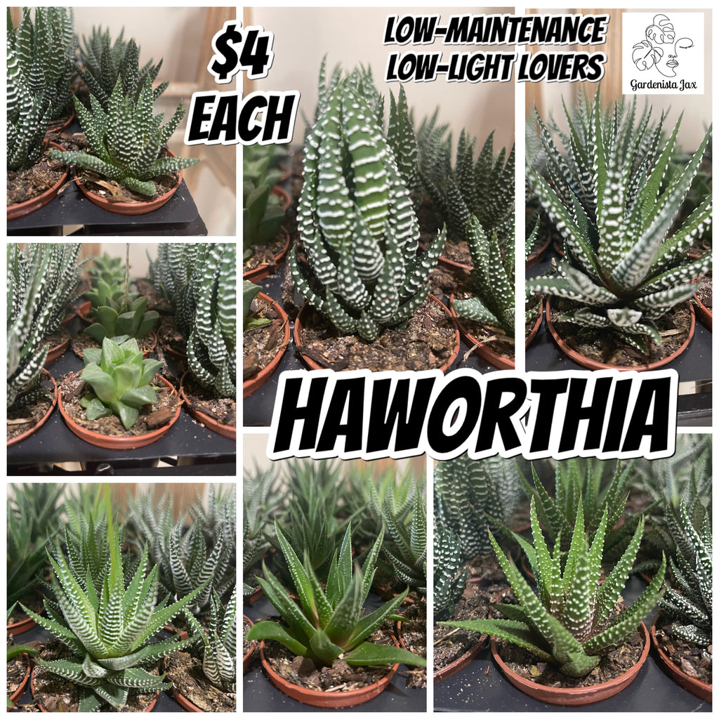 Haworthia succulent