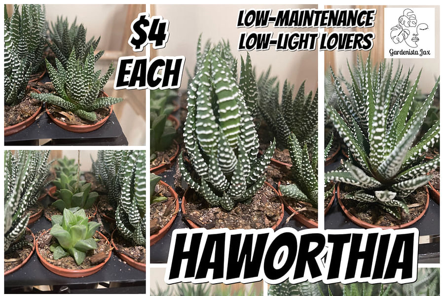 Haworthia succulent