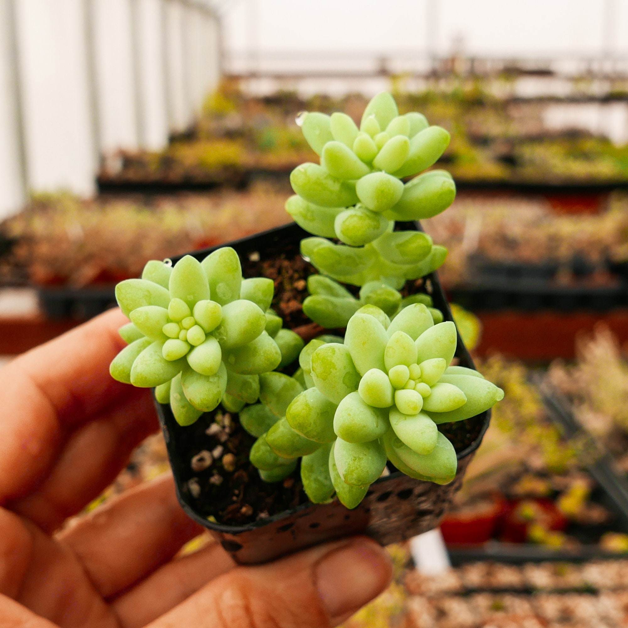 Sedum Morganianum plant