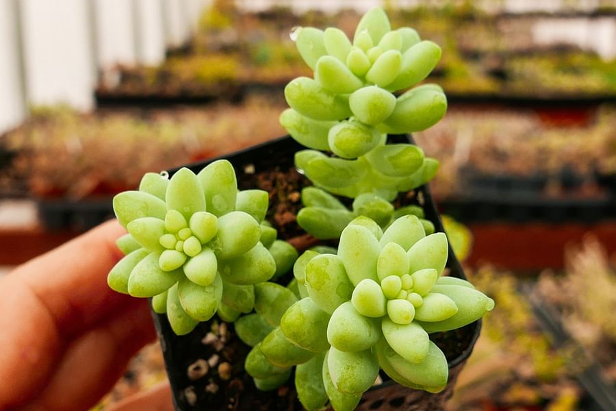 Sedum Morganianum plant