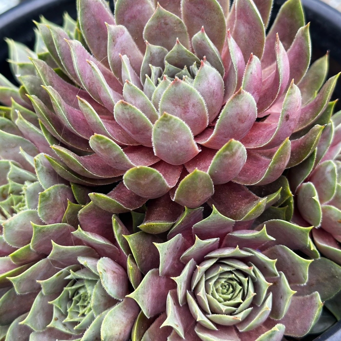 Sempervivum plant