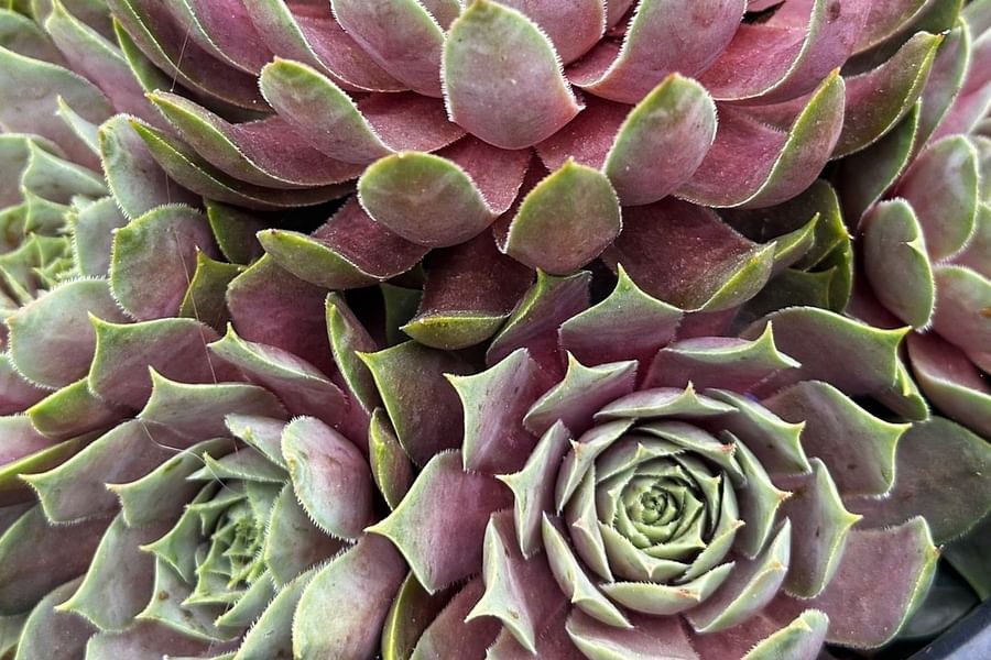 Sempervivum plant