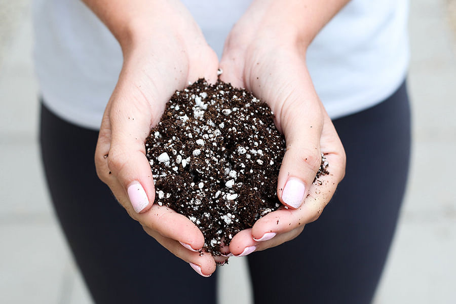 Akimoto Succulent Soil Mix