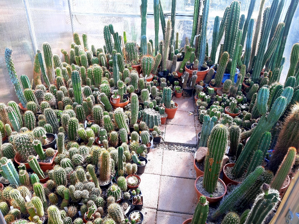 cactus fertilizer