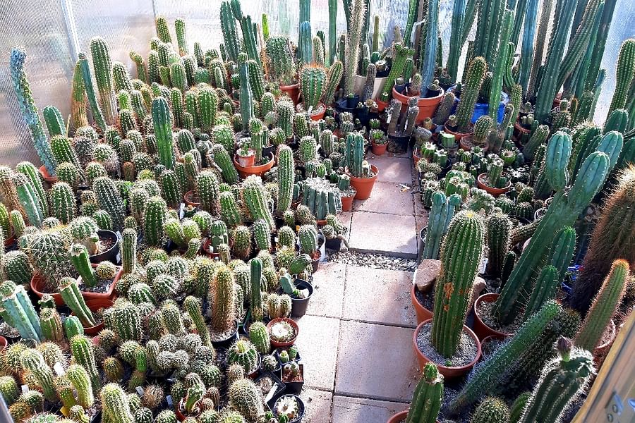 cactus fertilizer