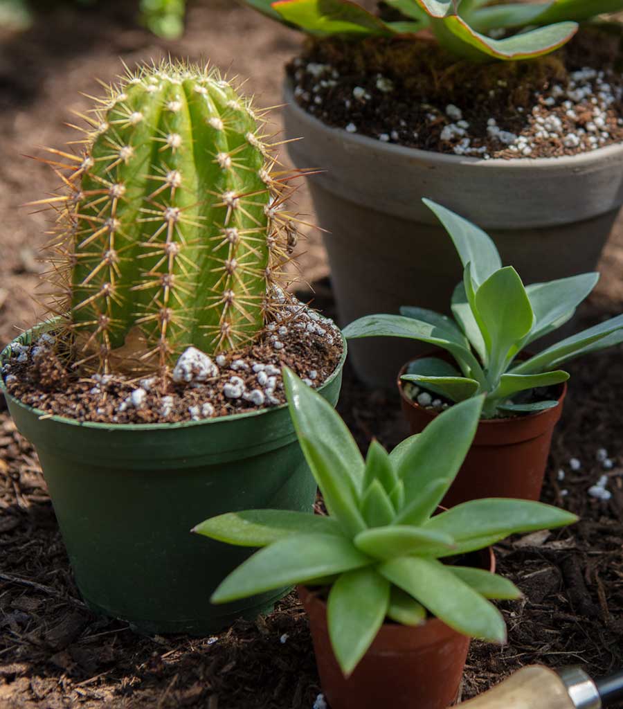 Coconut Coir Soil Mix for Succulents