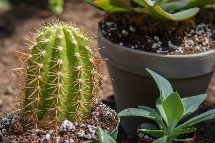 Coconut Coir Soil Mix for Succulents