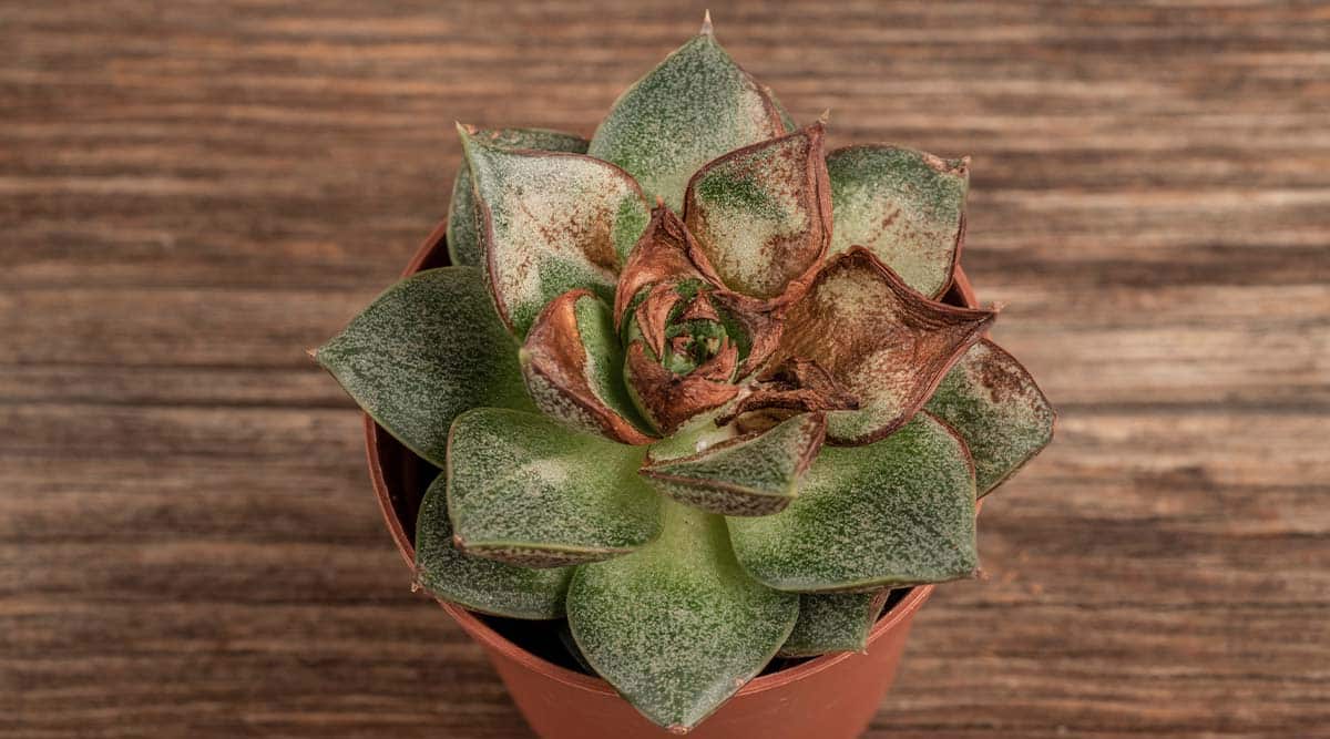 fertilizer burn on succulents