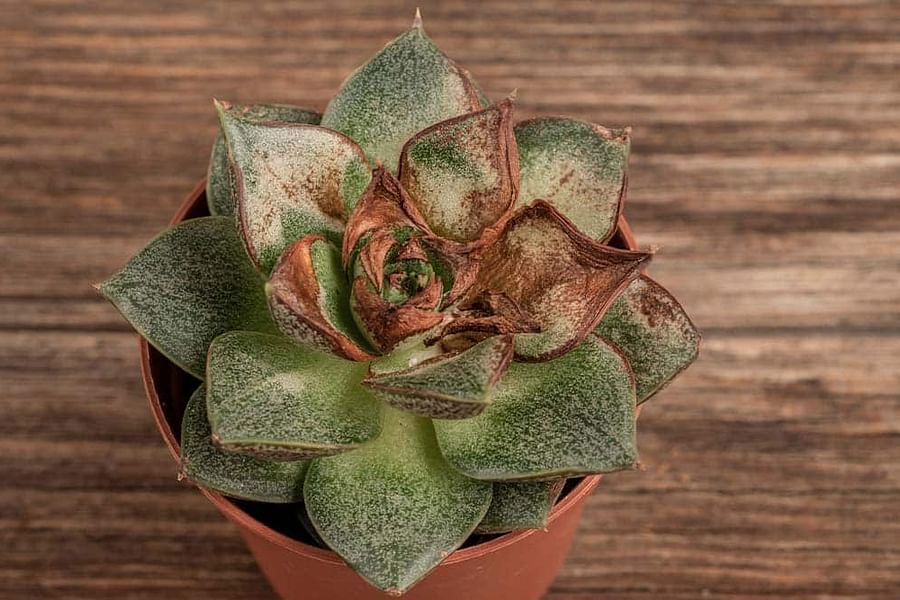 fertilizer burn on succulents