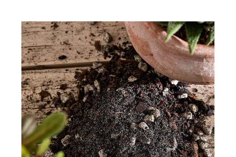 Organic Succulent Soil Mix