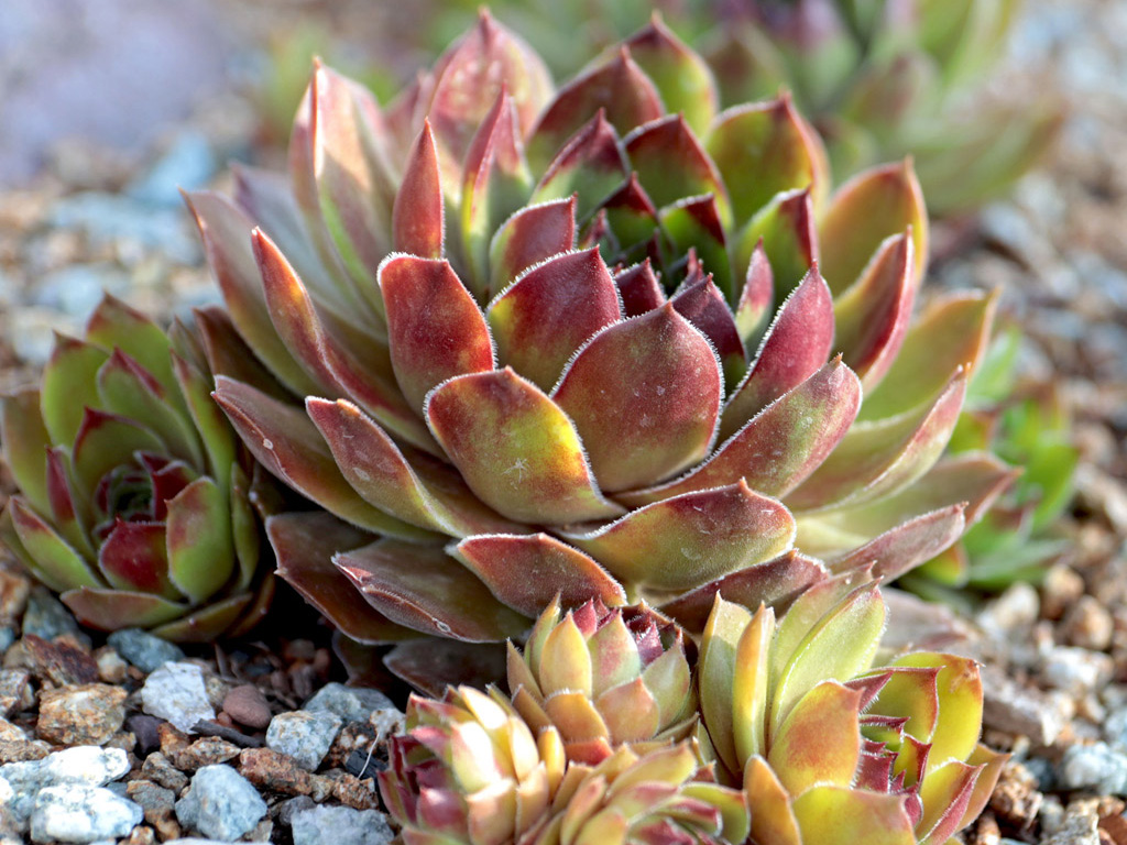 Peat Moss Soil Mix for Succulents