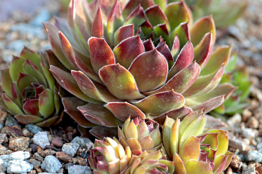 Peat Moss Soil Mix for Succulents