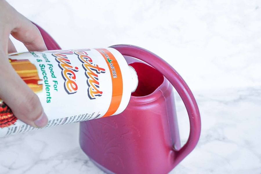 phosphorus fertilizer for succulents