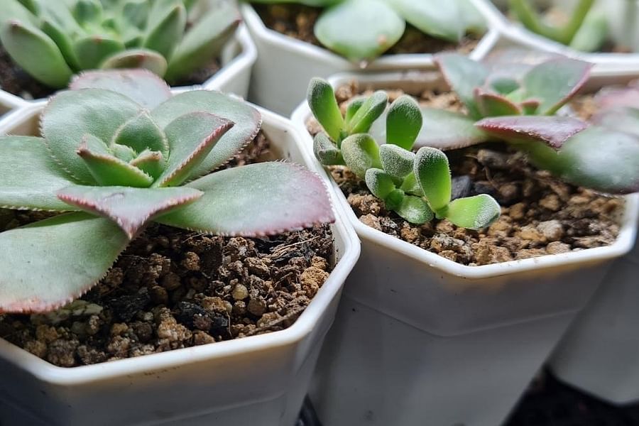 Sandy Loam Soil Mix for Succulents