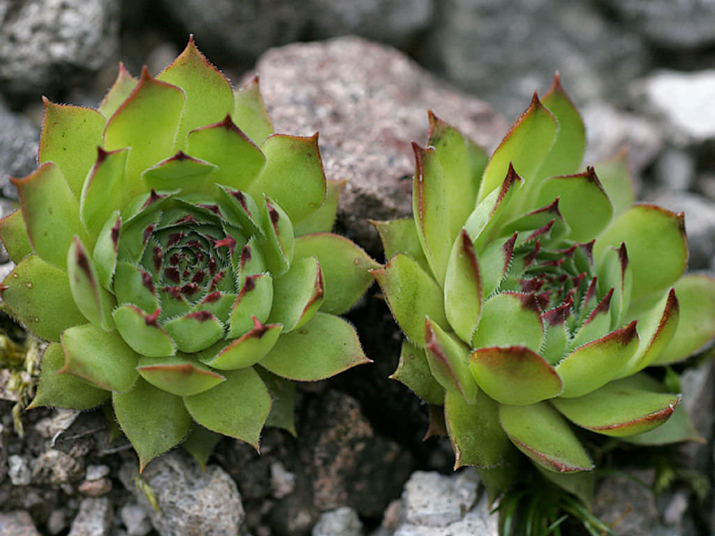 Sempervivum succulent care