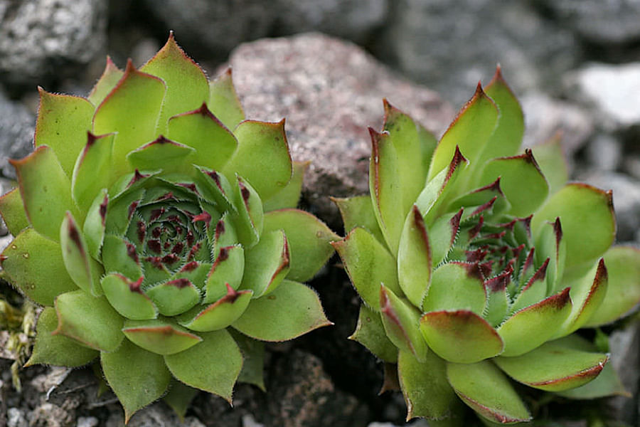 Sempervivum succulent care