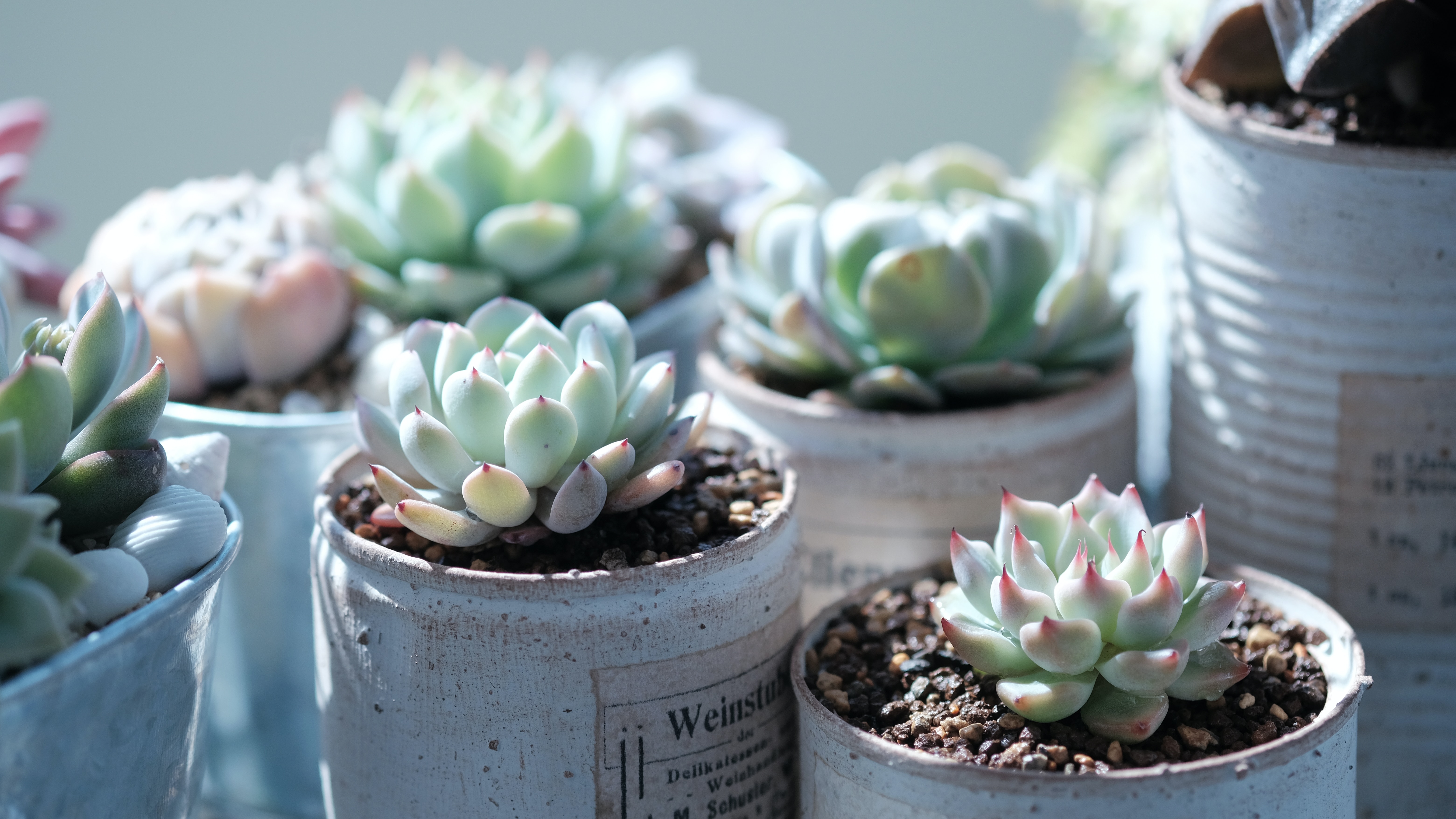 succulent well-draining soil