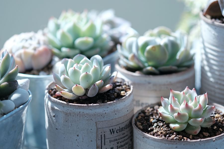 succulent well-draining soil