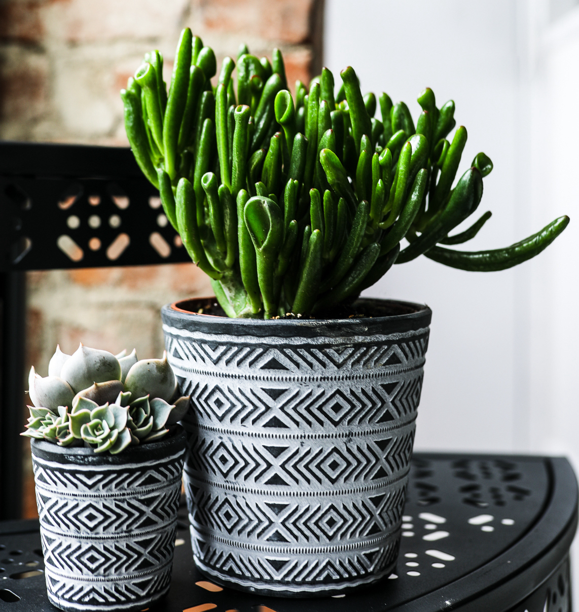 succulent winter care