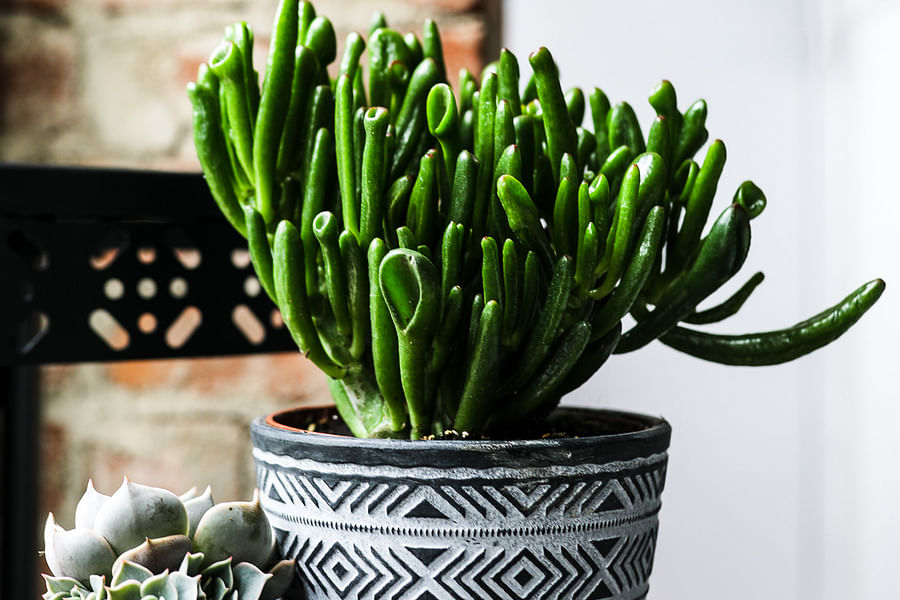 succulent winter care