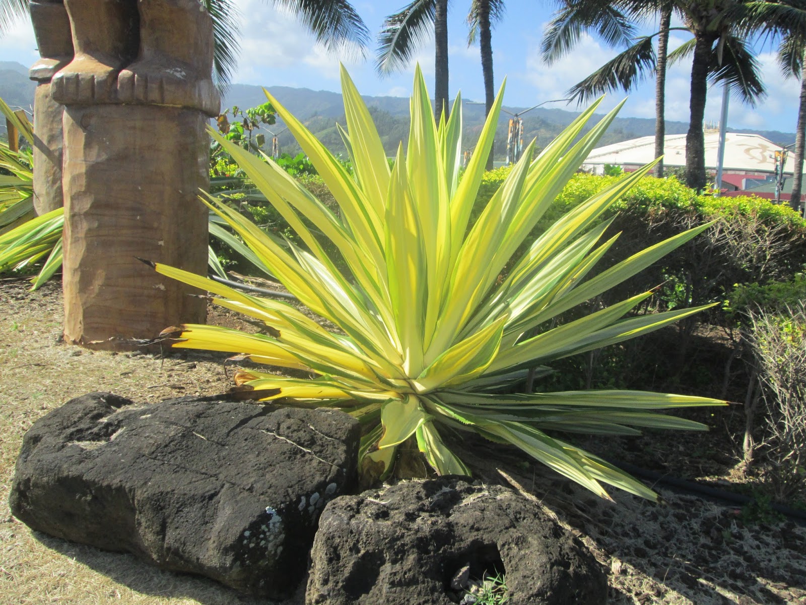Agave americana in garden