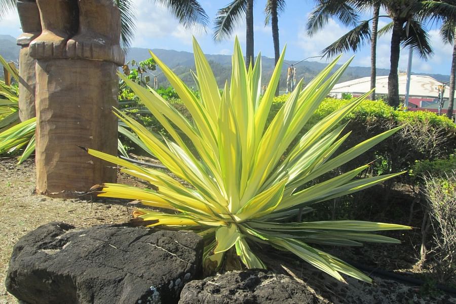 Agave americana in garden