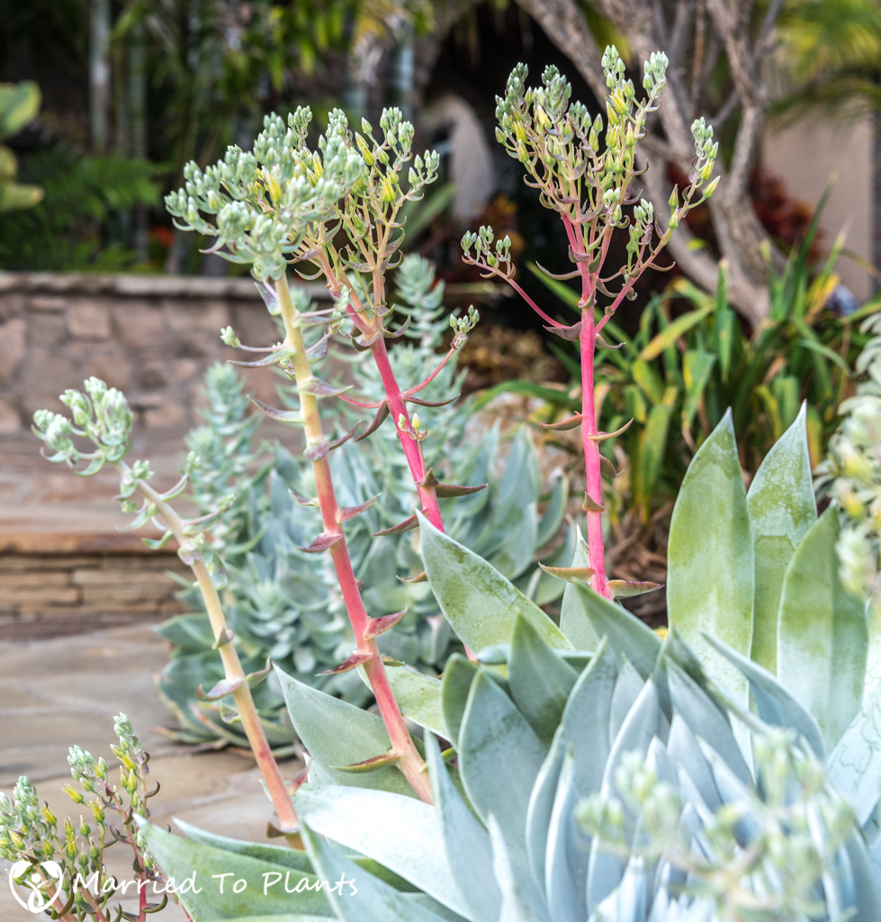 Dudleya brittonii in landscape