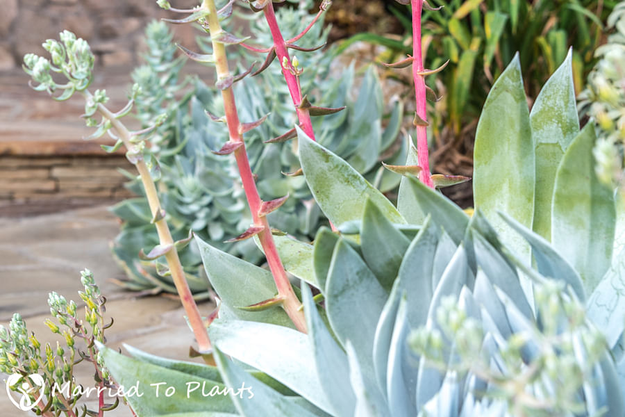 Dudleya brittonii in landscape