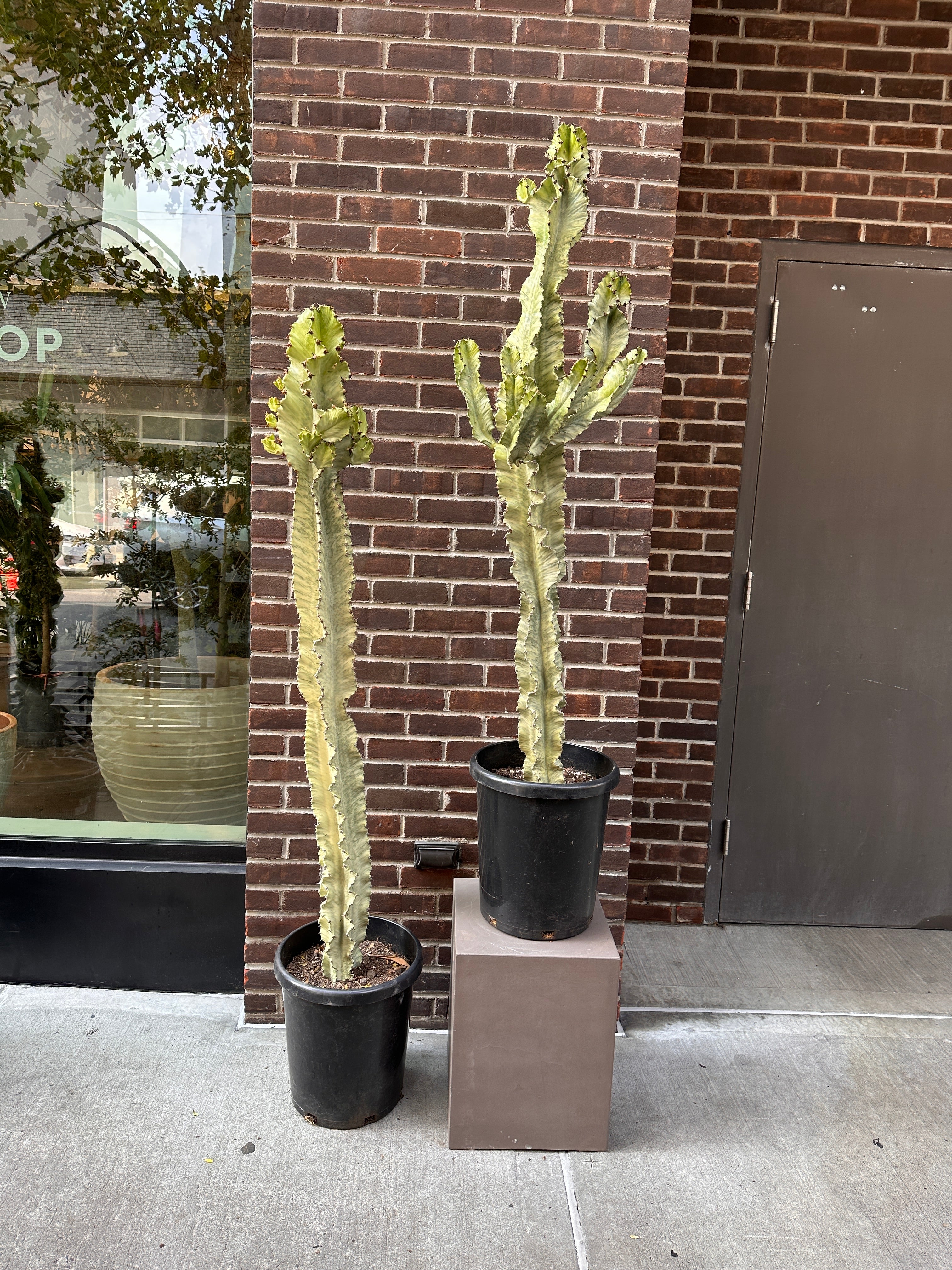 Euphorbia ammak in landscape