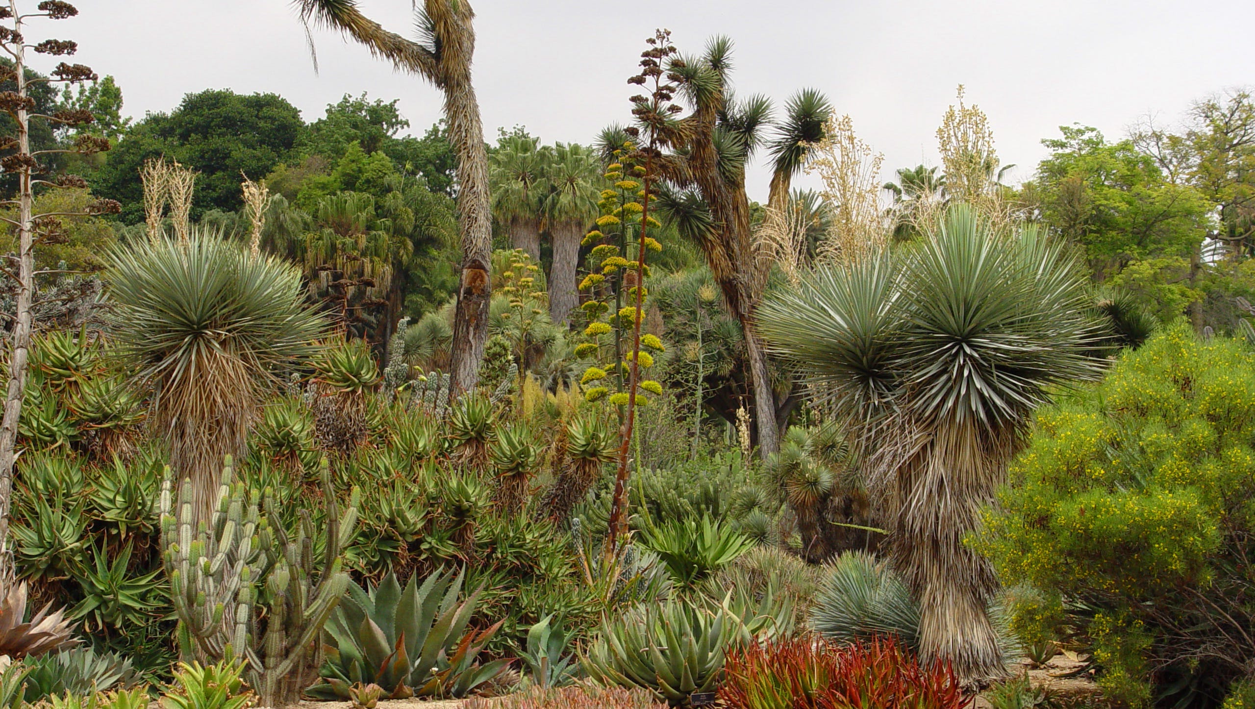 large Aloe vera in landscape