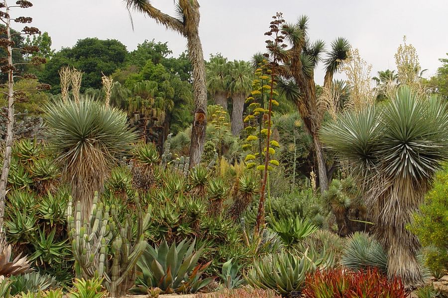large Aloe vera in landscape