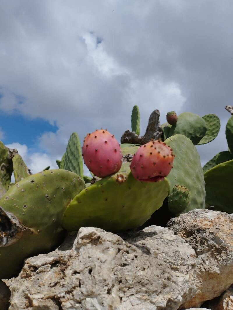 Opuntia ficus-indica landscape