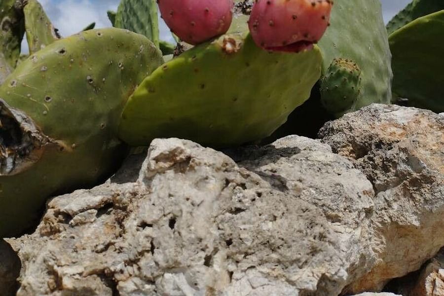 Opuntia ficus-indica landscape