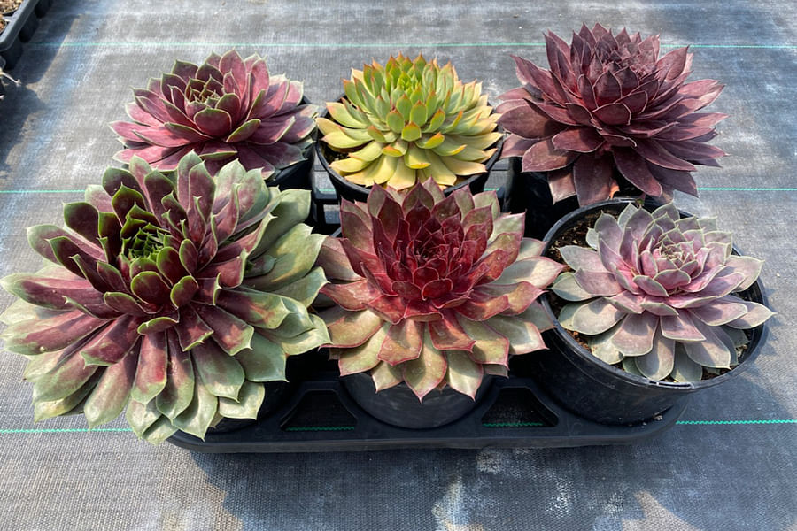 Sempervivum 'Emerson's Giant' in autumn