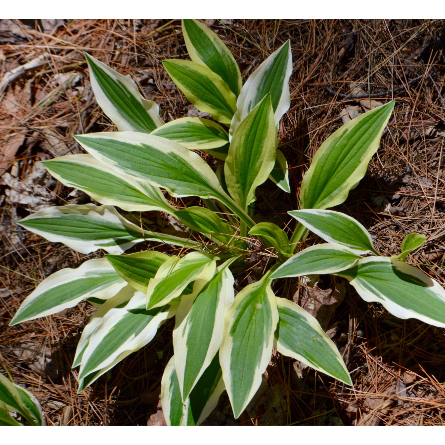 Sempervivum 'Emerson's Giant' in spring