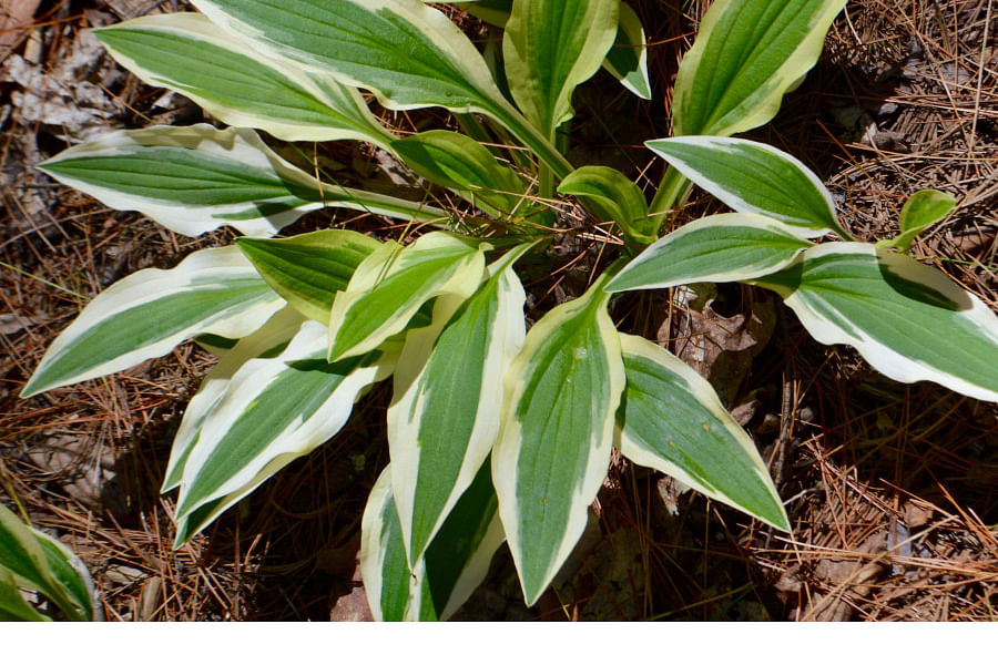Sempervivum 'Emerson's Giant' in spring