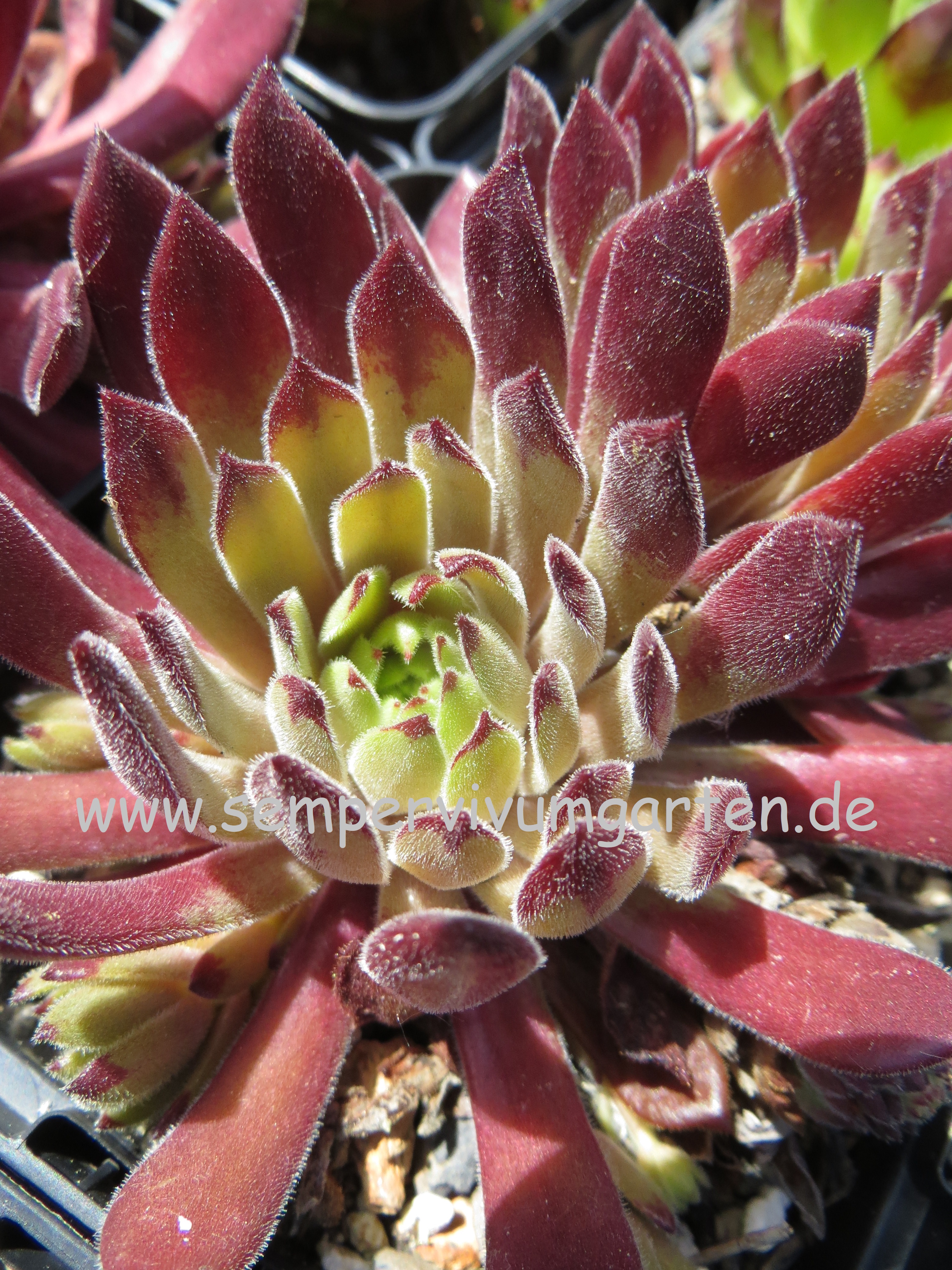 Sempervivum 'Emerson's Giant' in summer