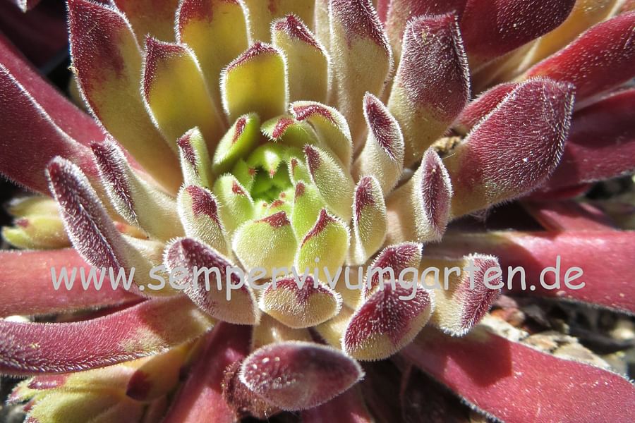 Sempervivum 'Emerson's Giant' in summer