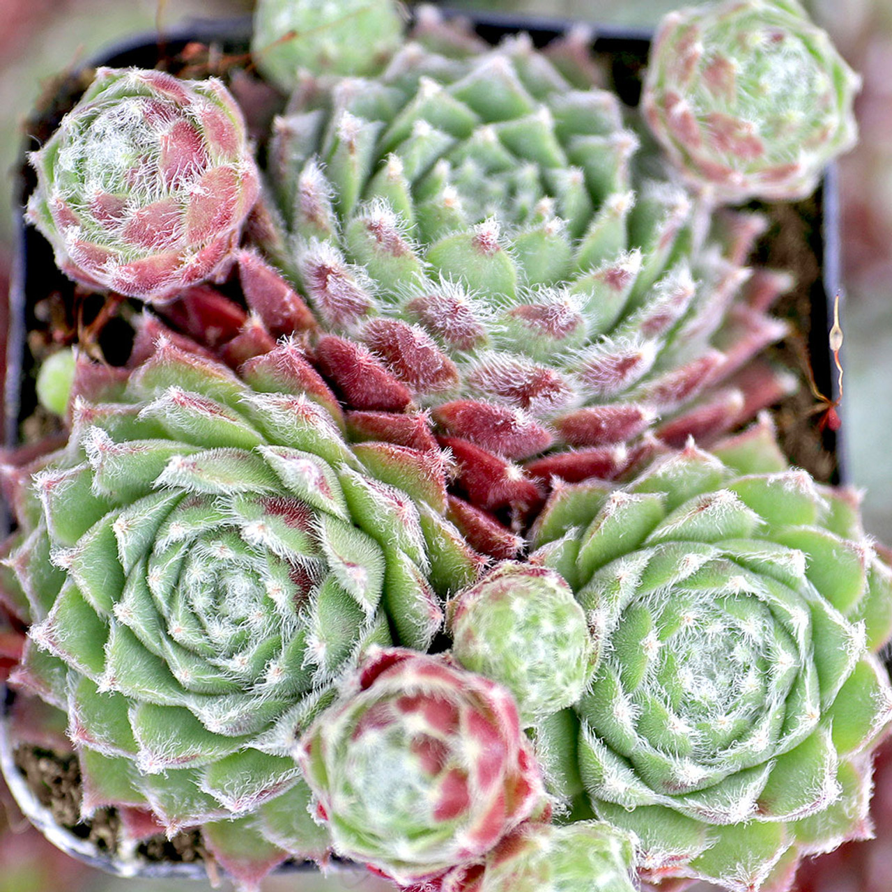 Sempervivum 'Emerson's Giant' in winter