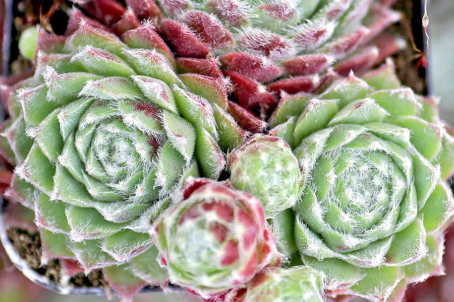 Sempervivum 'Emerson's Giant' in winter