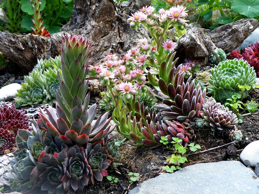 Sempervivum landscape design