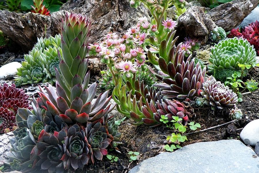Sempervivum landscape design
