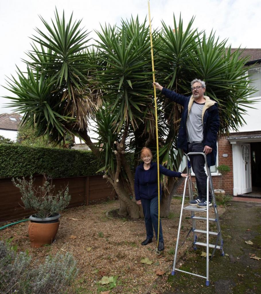 Yucca elephantipes outdoor