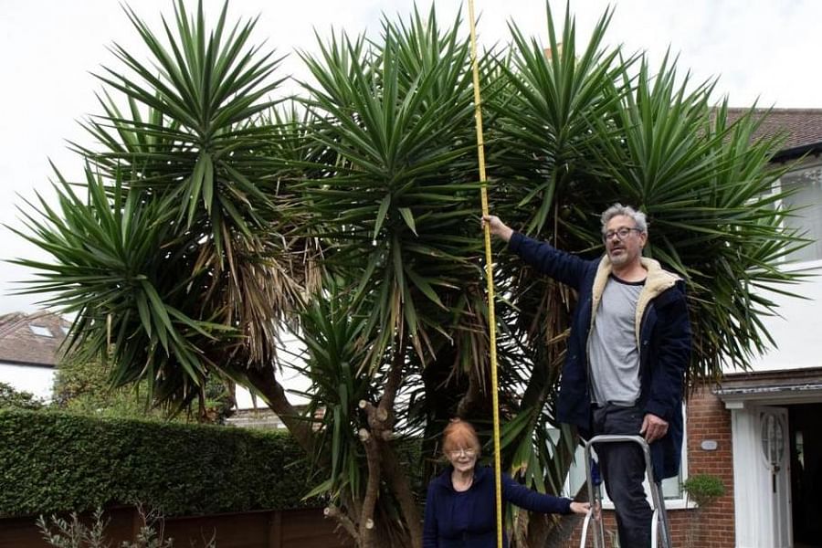 Yucca elephantipes outdoor