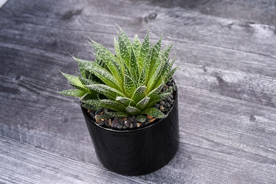 Aloe Aristata plant